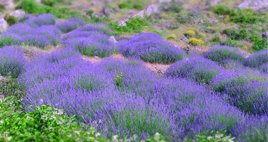 Blog-Thumbnail-Agent-Review-Croatia-with-Lilly-Gajic-Hvar-Lavender-Fields.png