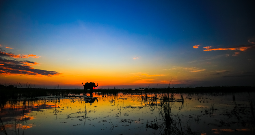 Blog-Thumbnail-Bespoke-Africa-elephant-at-sunset-in-botswana