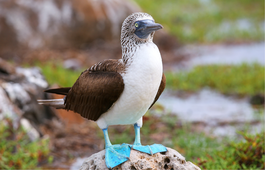 Blog Thumbnail - blue footed booby