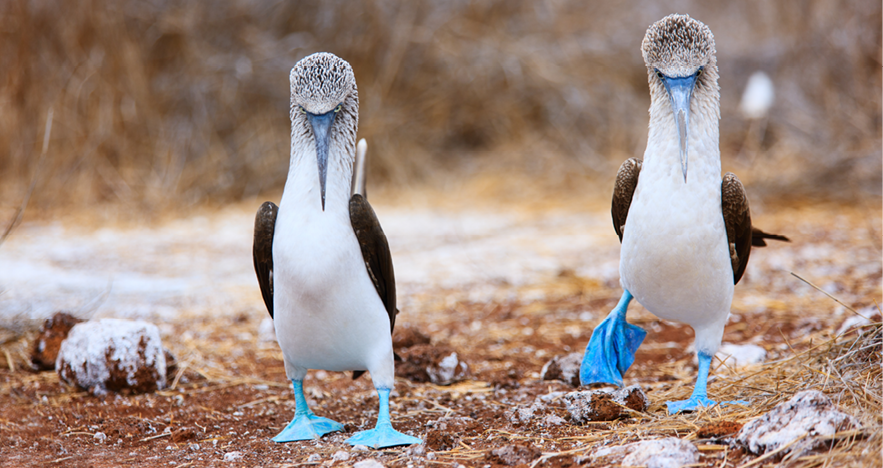 Blog Thumbnail - Blue Footed Booby mating Dance