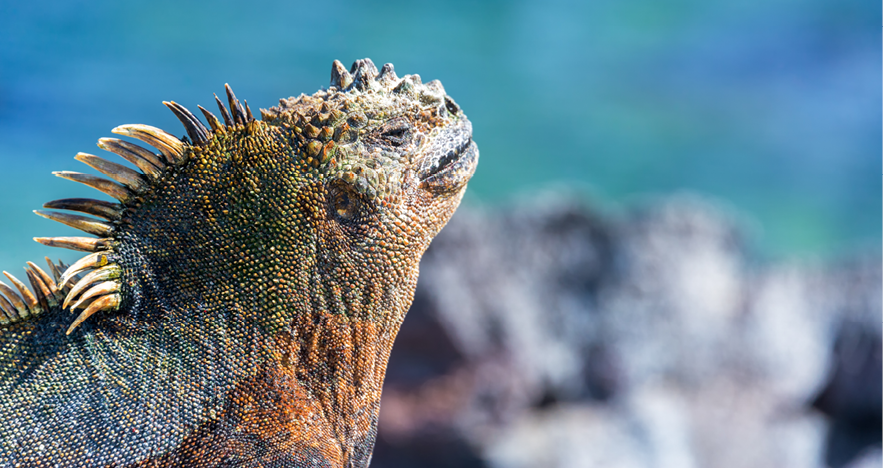 Blog Thumbnail - Iguanas