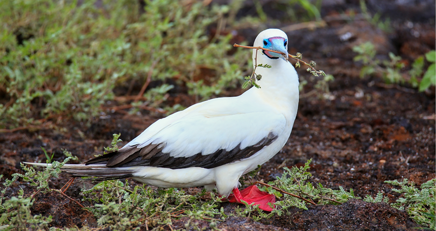 Blog Thumbnail - Red Footed Booby