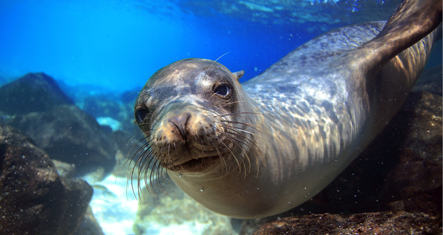 Blog Thumbnail - Sea Lion