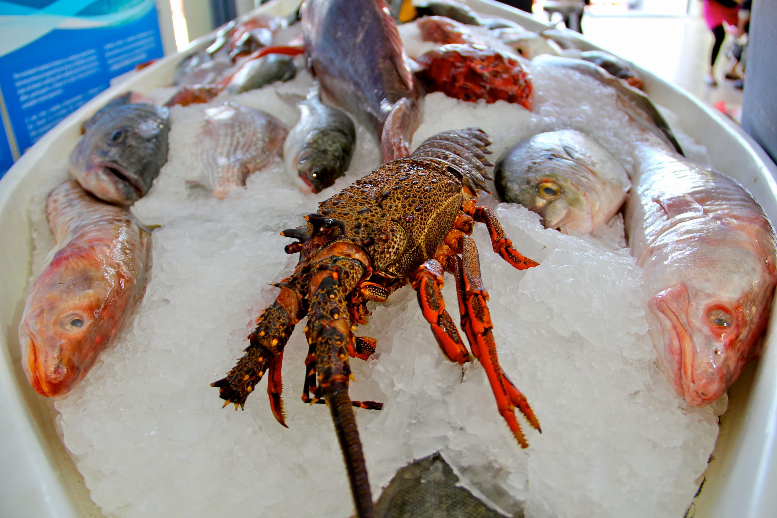 Blog Thumbnail - auckland fish market