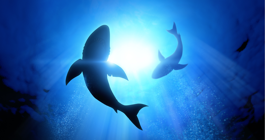 Blog Thumbnail - Shark Tracker App