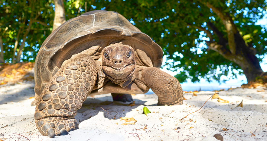 Blog Thumbnail - seychelle tortoise