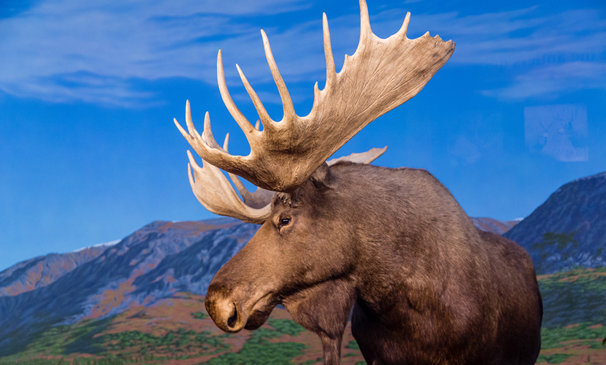 moose in alaska