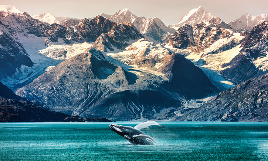 whale watching alaska