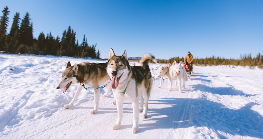 Dog Sledding in Alaska