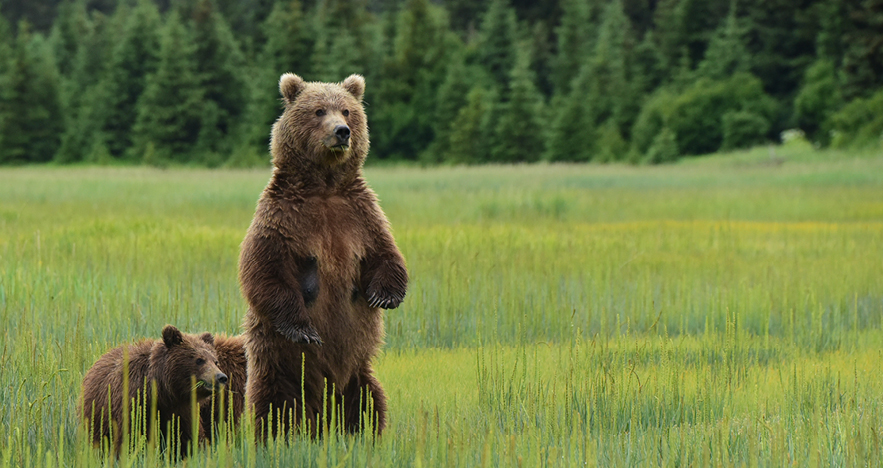 bear alaska trip