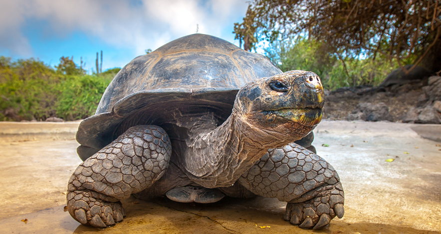 galapagos turtle