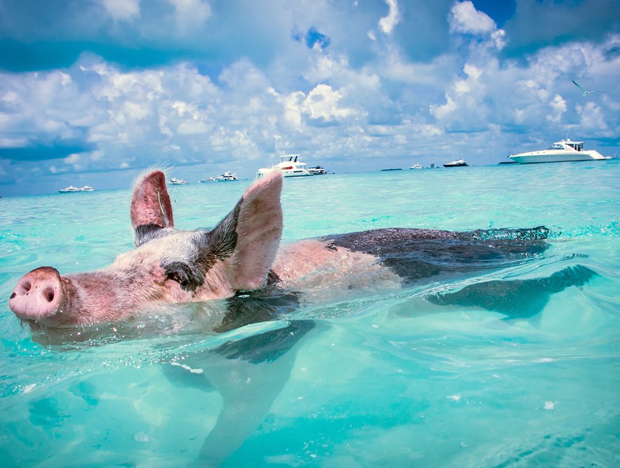 Swimming Pigs in Exuma