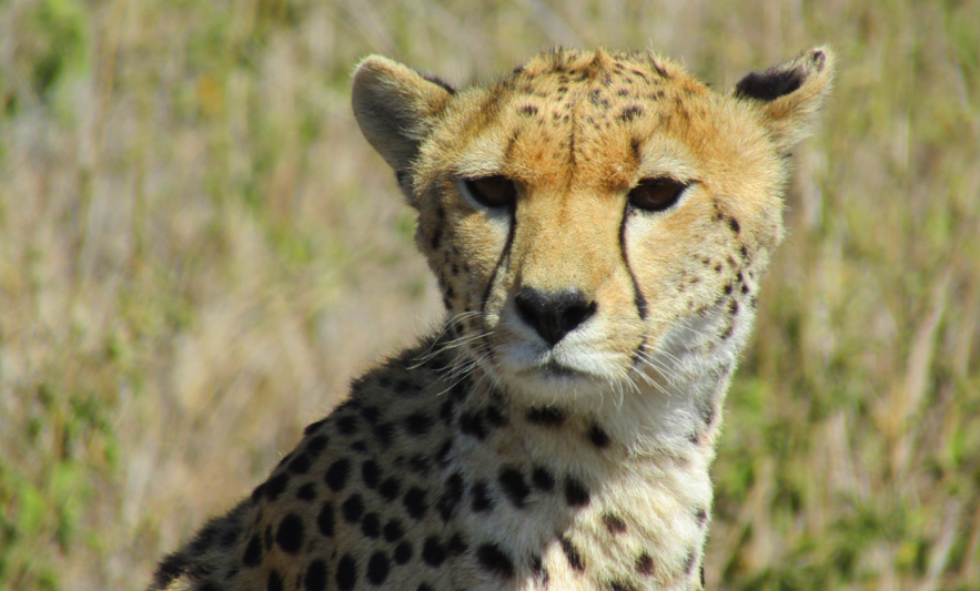 Africa Safari - Cheetah up Close