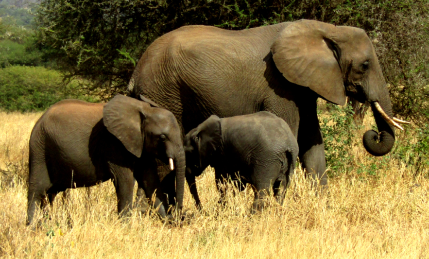 Elephants seen on an African Safari
