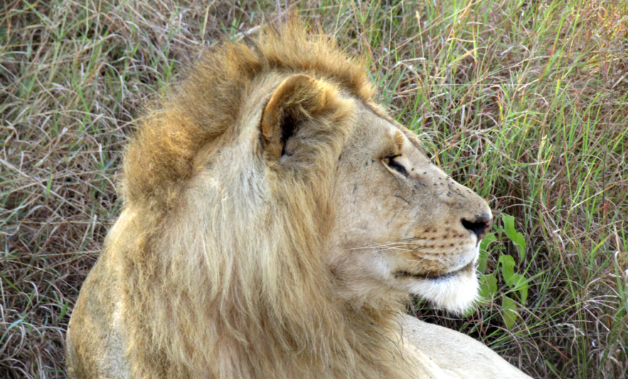 Africa Safari