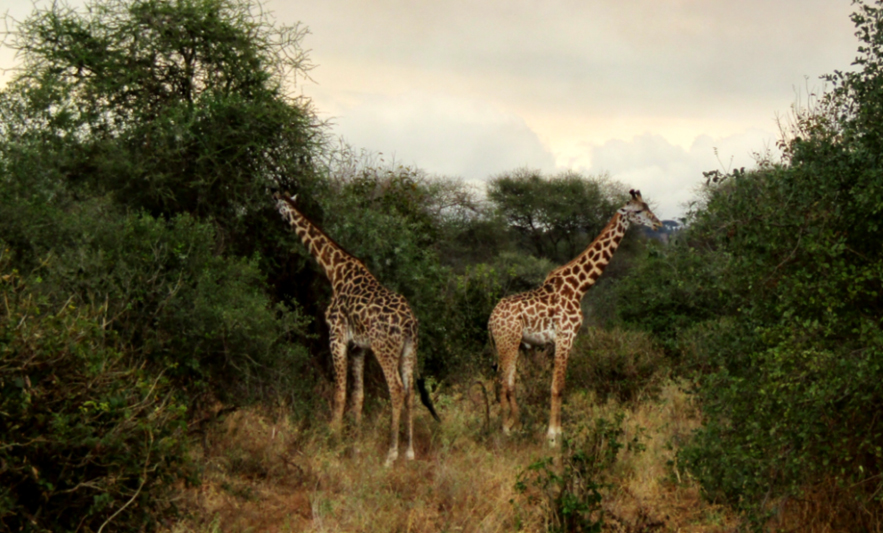 Giraffes seen on an African Safari