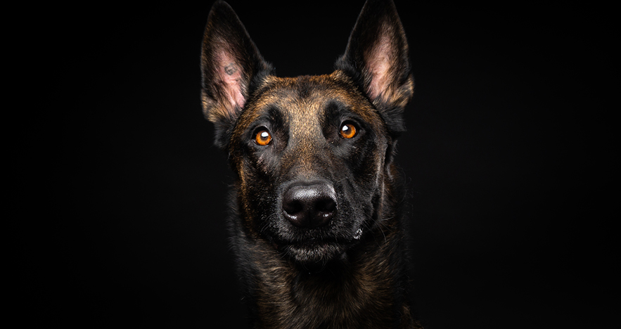 Belgian Malinois dog breed to trial the use of dogs to detect COVID-19