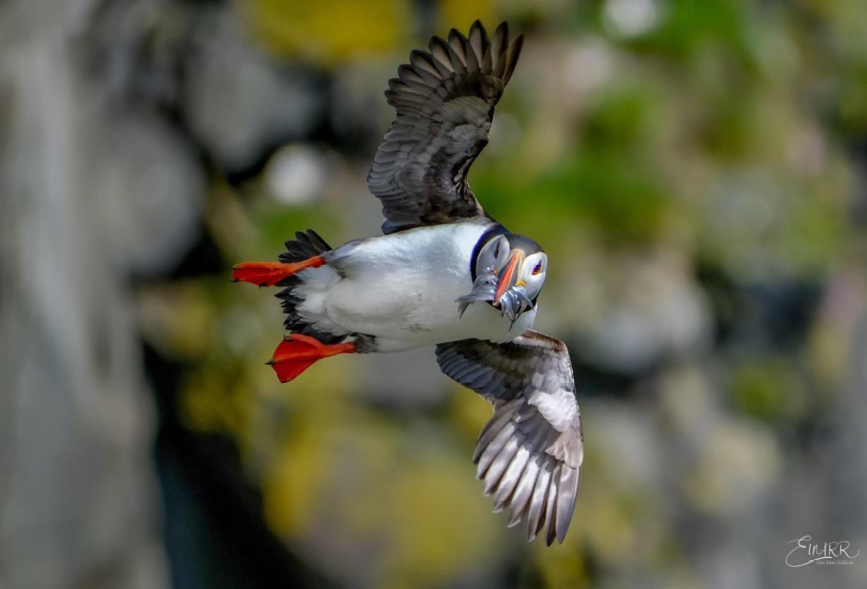 Puffin in Iceland