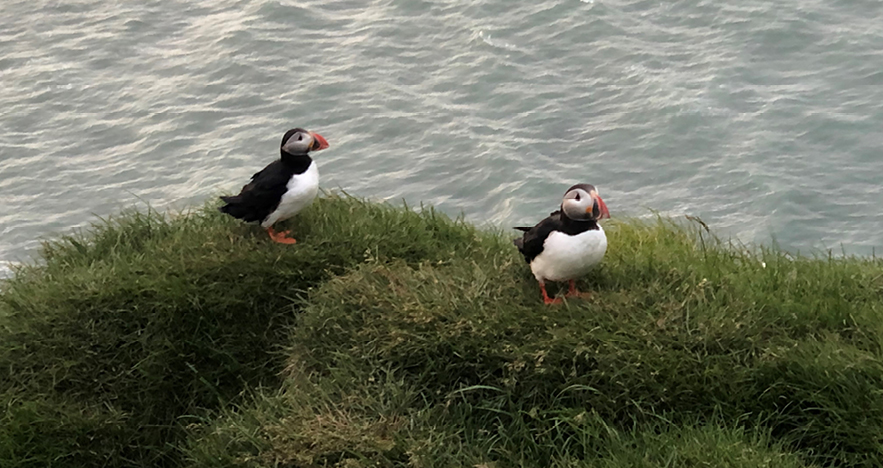 Iceland Puffins