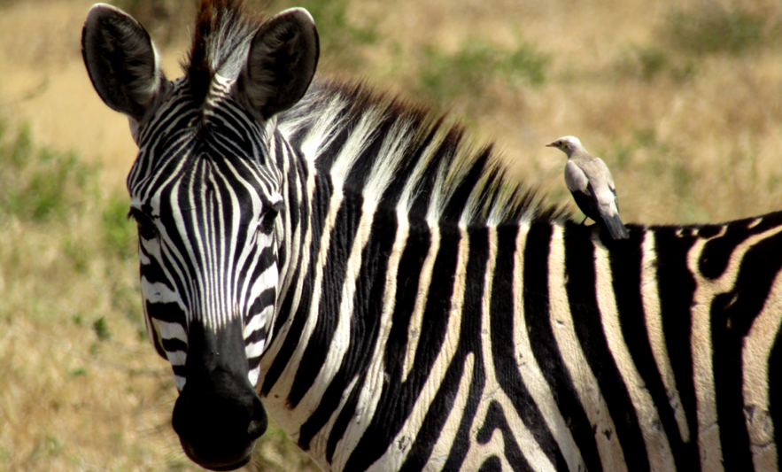 Africa Safari