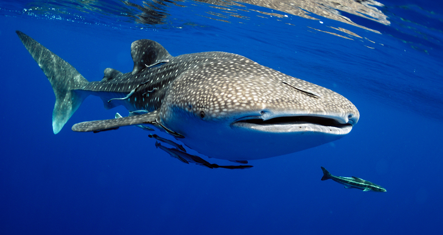 swim with whale sharks