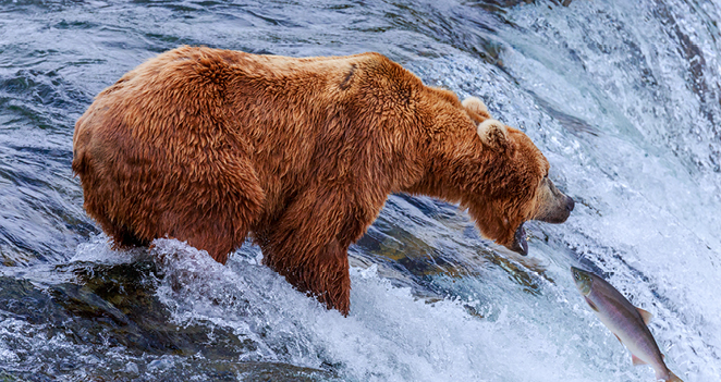 Bear Catching Salmon in Alaska