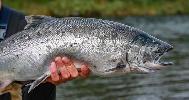 Salmon Fishing Alaska