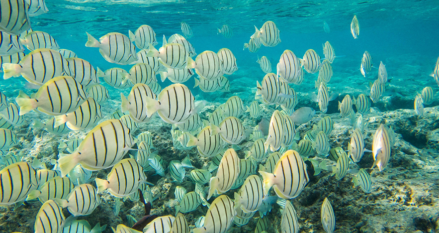 school of fish at hanauma bay