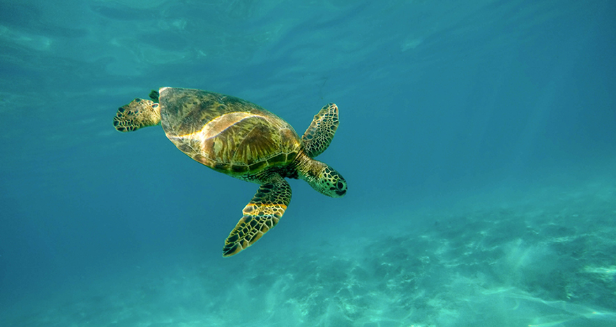 Sea Turtle Swimming in Hawaii